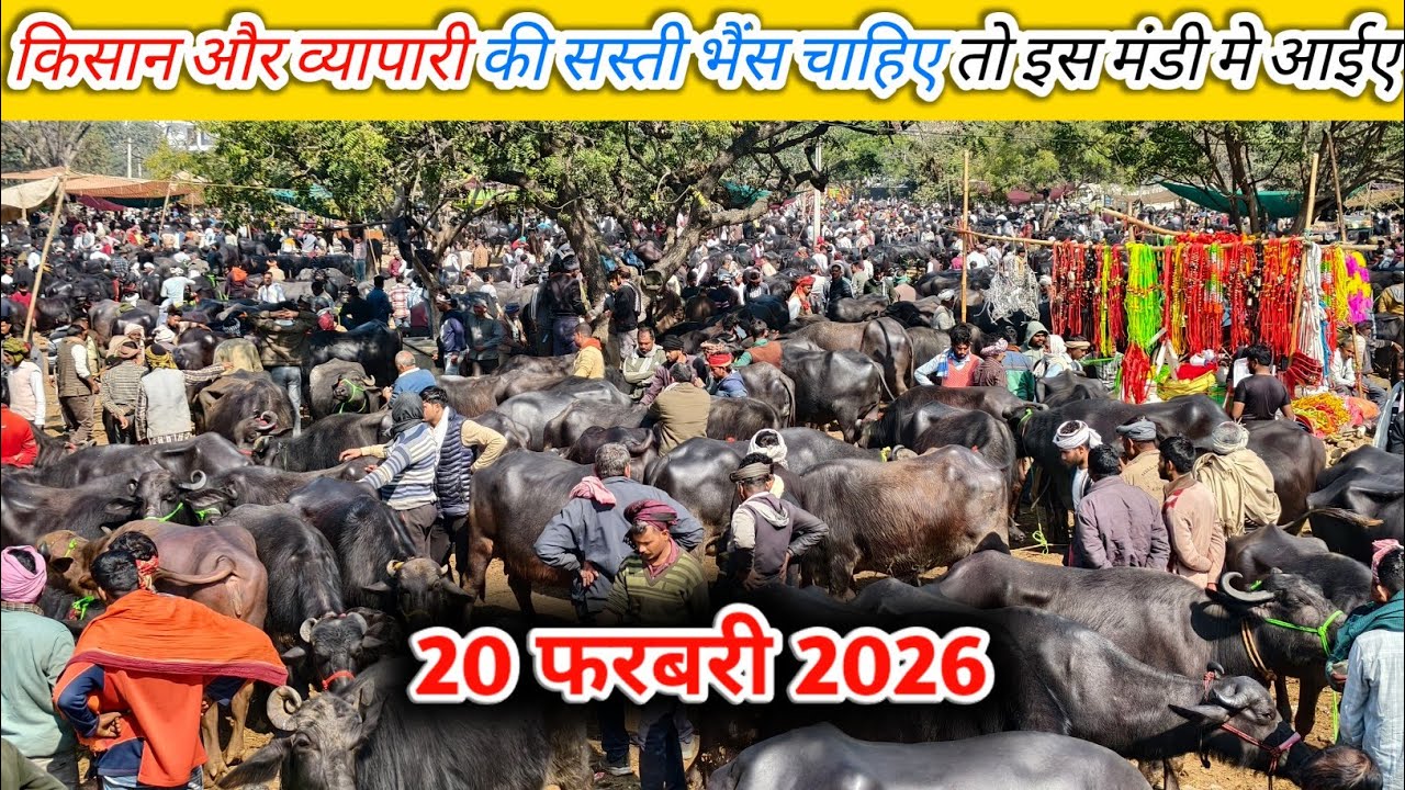 किसान और व्यापारी की सस्ती भैंस चाहिए तो यहा एक बार अपनी किस्मत जरूर आजमाए | Pachokhara Pashu Mandi 