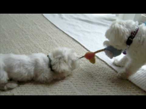 Calvin is my dog and Rocco is my brothers. Calvin is 11 years old and Rocco is under a year. Here they are playing, enjoy! Music: American Blinker - Kymber Doll (Instrumental)