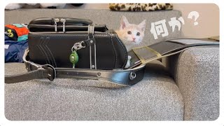 【まだまだ子猫】帰ってきたむーとん【保護猫生活再スタート】 by 【子猫のミルボラ】ねこであ ★nekodea 7,408 views 3 months ago 18 minutes