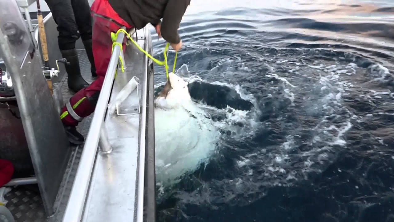 Halibut Fishing Lofoten Summer 2014 norway YouTube