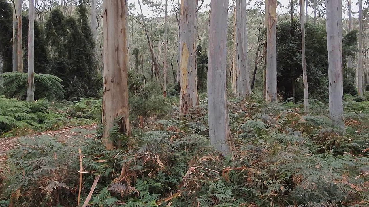 Blue Gum Forest