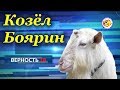 Козёл "Боярин" | Goat "Boyarin"