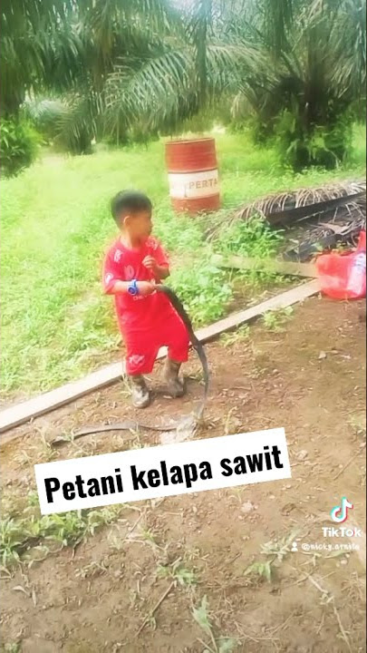 Hanya anak petani kelapa sawit
