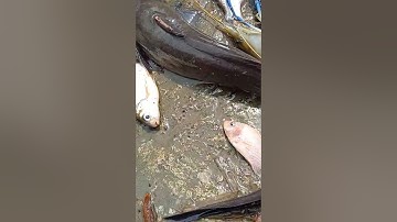 Hốt cá ngát tôm càng khủng