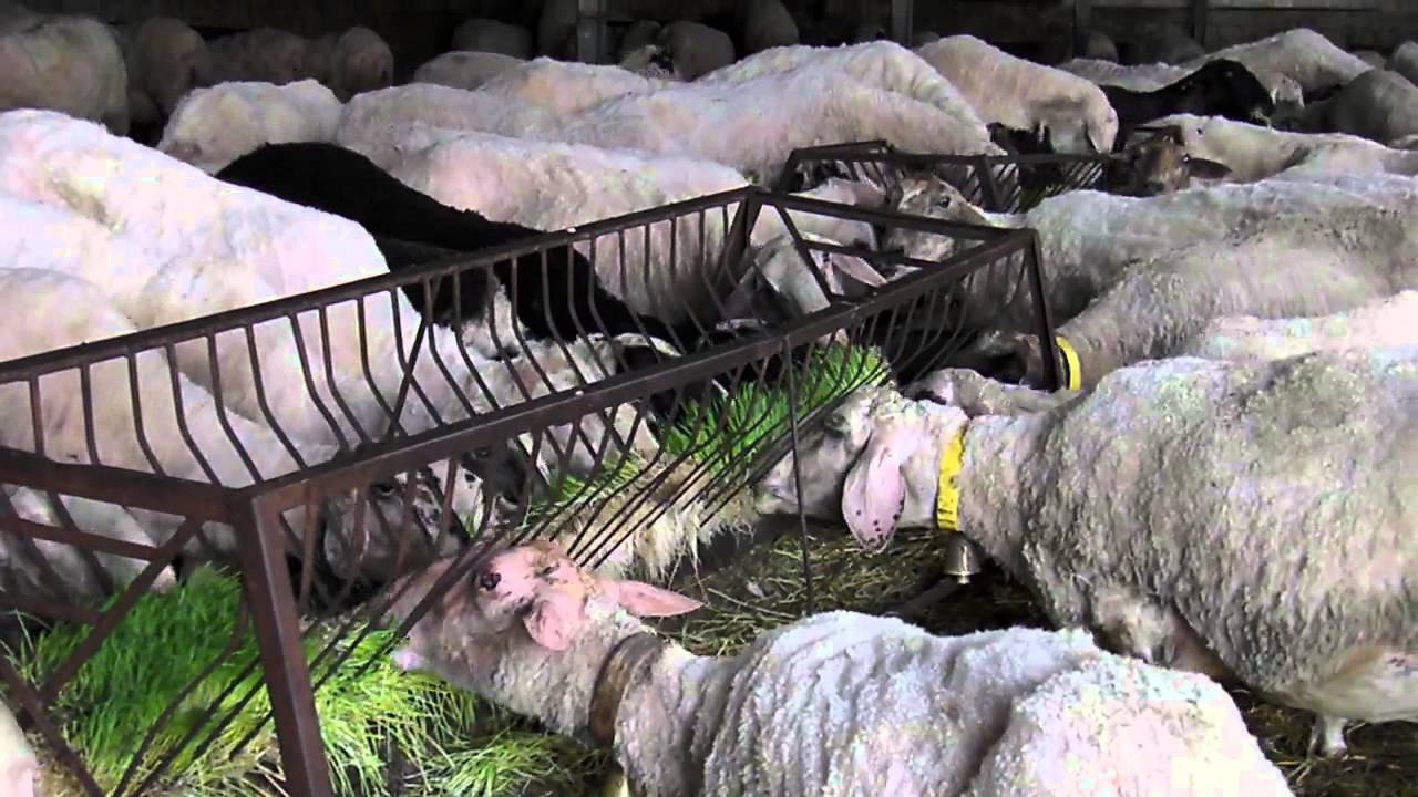 Sheep Hydroponics Fodder Biostalis Youtube