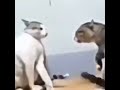 POV: You’re watching a RIOT fist 1v1
