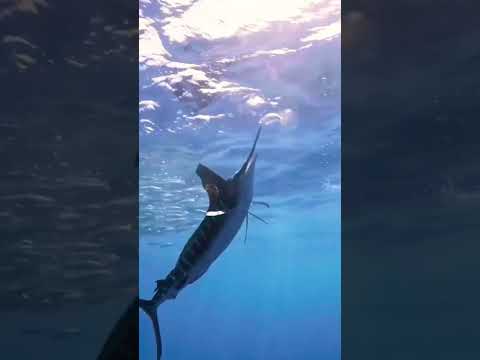 Amazing sail fish