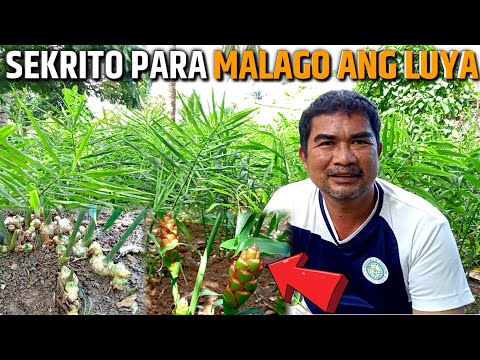 Video: Mga Bulaklak na Mabilis Lumaki: Ano Ang Ilang Mga Sikat na Mabilis na Lumalagong Bulaklak