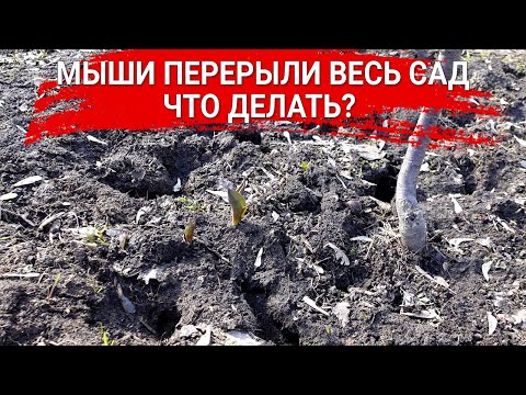Мыши перерыли весь сад – что делать?