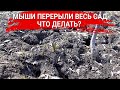 Мыши перерыли весь сад – что делать?