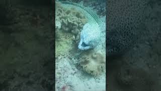 سمكة الموراي ثعبان البحر