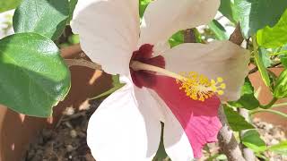 ‎@-earth.plants-animals  Hibiscus syriacus hybridus white /red hibiscus ,hibiskus i bardh/kuqe (3)