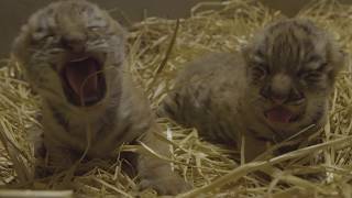 Endangered Tiger Cubs Born at Dublin Zoo