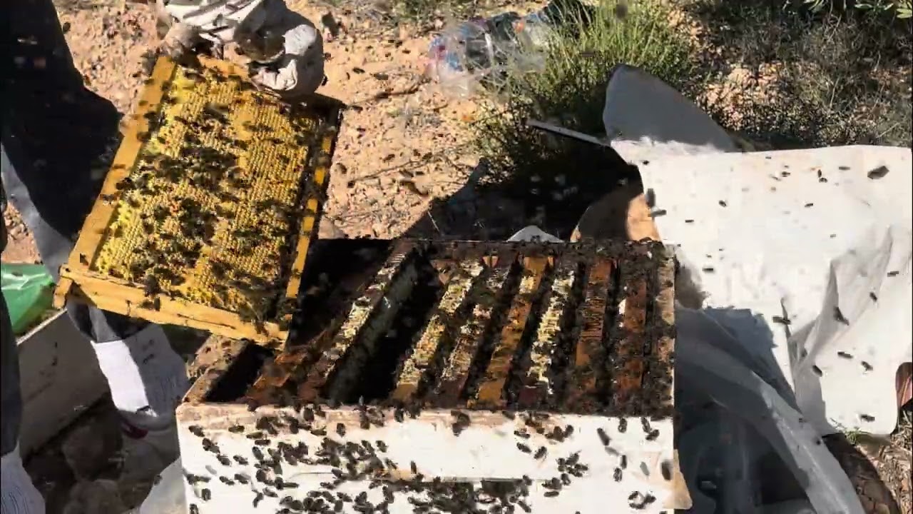 تنقيل خلية النحل إلى مرعى  السدر ومراقبتها