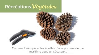 Comment récupérer les écailles d'une pomme de pin maritime avec un sécateur