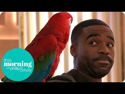 Video: How To Defeat Fear Of Birds