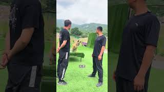 #Canine Training Tips #Fun dog training #Dogs are trained #Professional dog training #Working dog tr