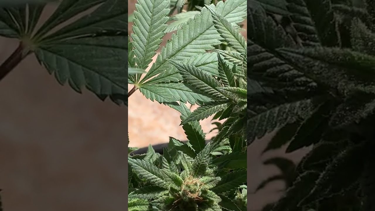 👑 Cinderella 99 by Growers Choice Seeds  