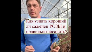 Как определить хороший ли саженец розы и как высаживать розу