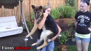 Cute and Funny Big Dogs Thinks They're Lap Dog Compilation 2017