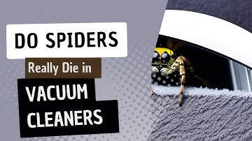 Do Spiders Really Die in Vacuum Cleaners? Debunking the Myth and Exploring the Science