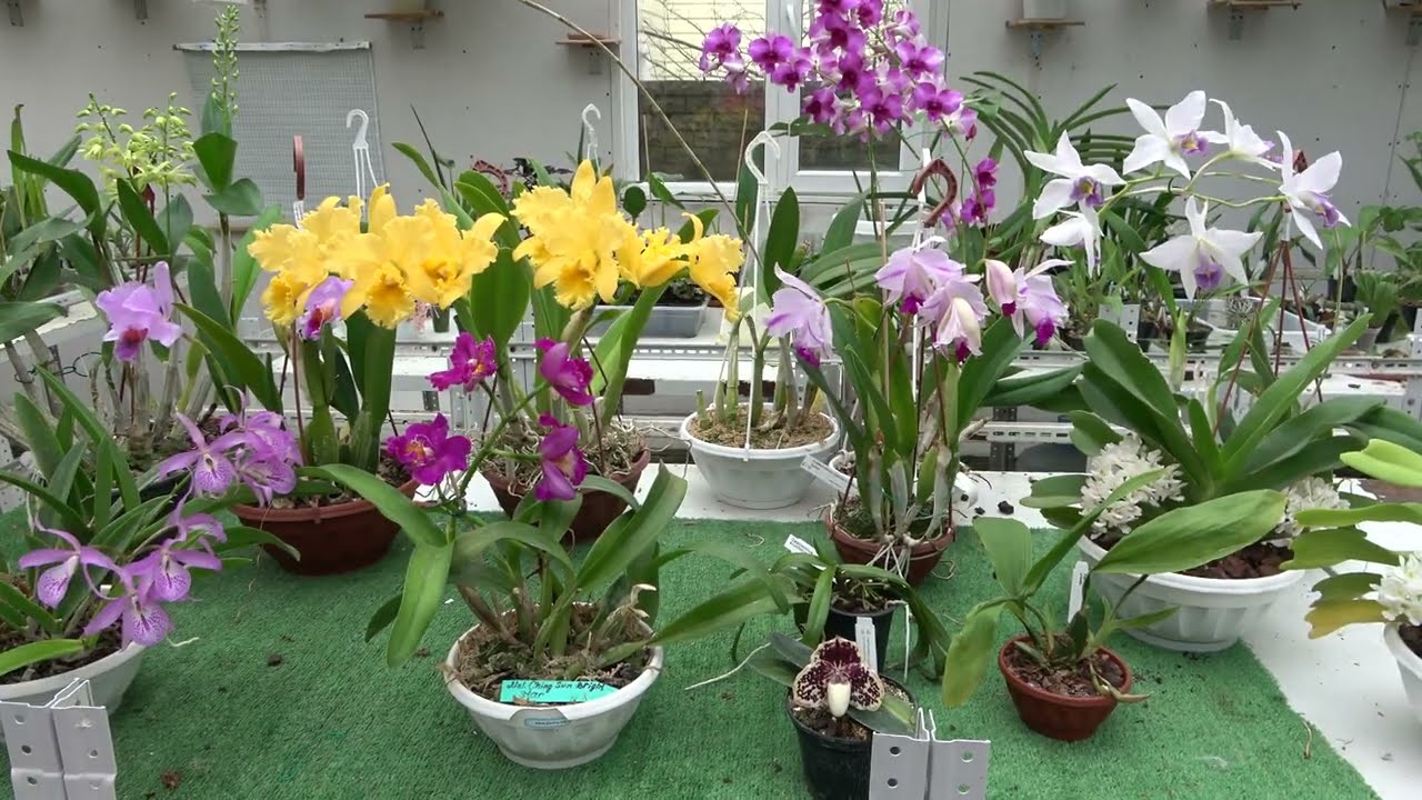 Цветение январь 2024.Coelogyne Fluffy Bob , Blc Delta King “Tangerglow”