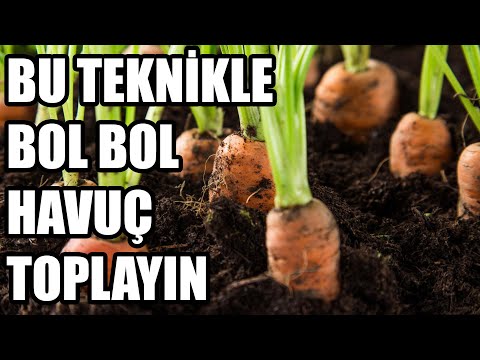 Video: Havuç: Kırmızı Bir Bakire Ekmenin Püf Noktaları