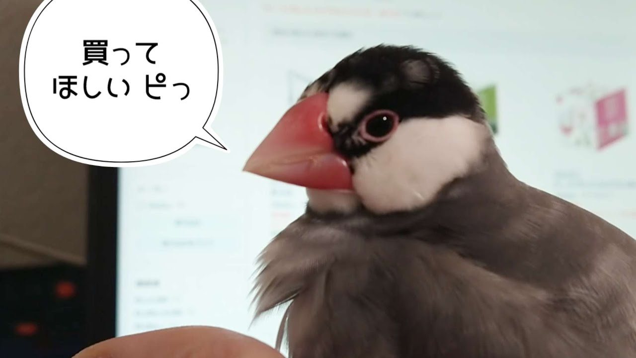 ウチの桜文鳥マメ　4年半愛用のカゴをリフレッシュ！水入れとエサ入れを新品に交換しました✨