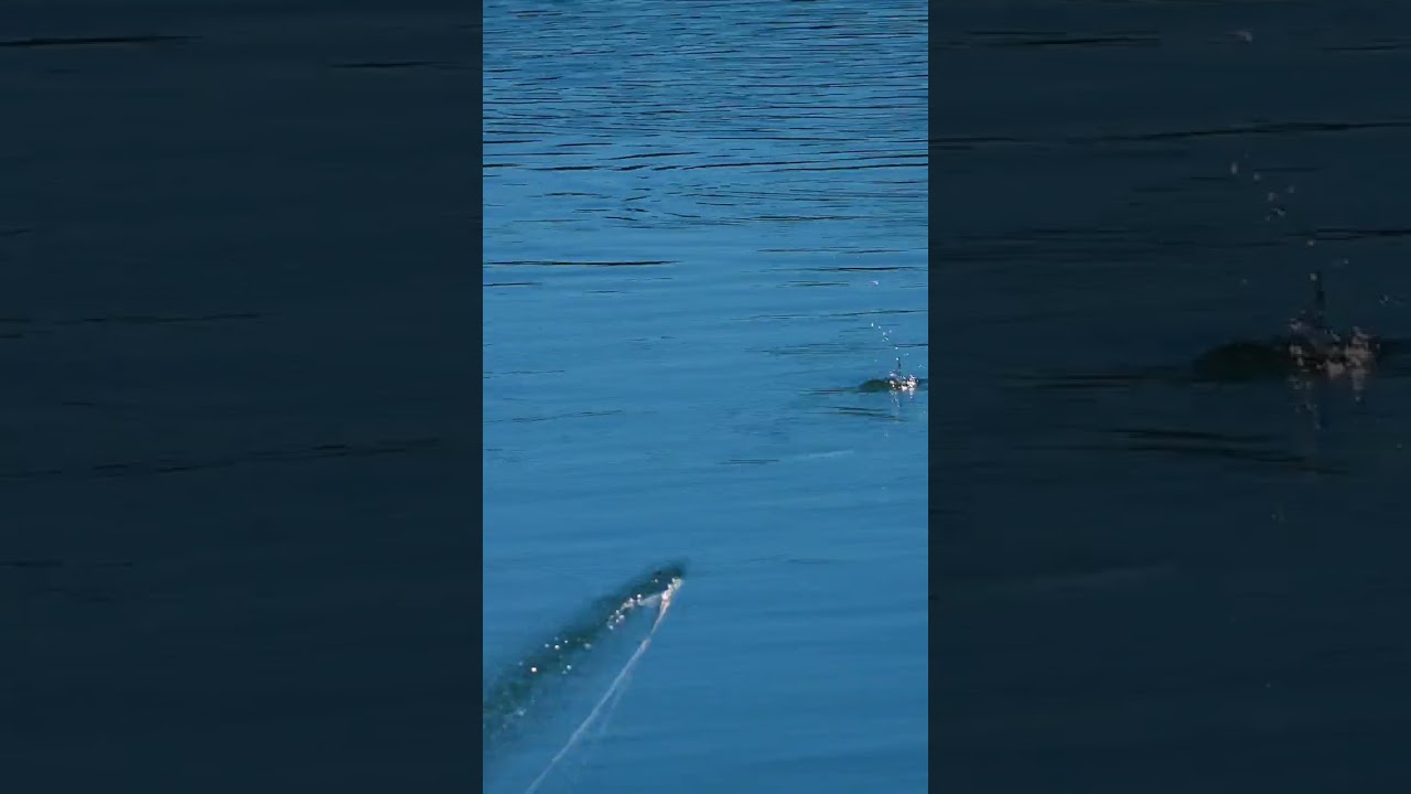 Chieftain floating stickbait