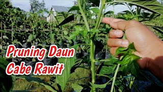 Pruning Daun Cabe Rawit, Zakaria Sidik Vlog #caberawit