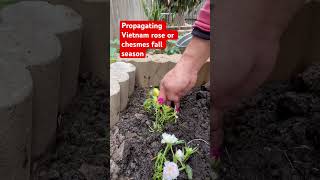 Download Lagu Propagating Vietnam rose or chesmes fall season #gardening #happygardening #garden MP3