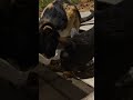 Feeding the cat.