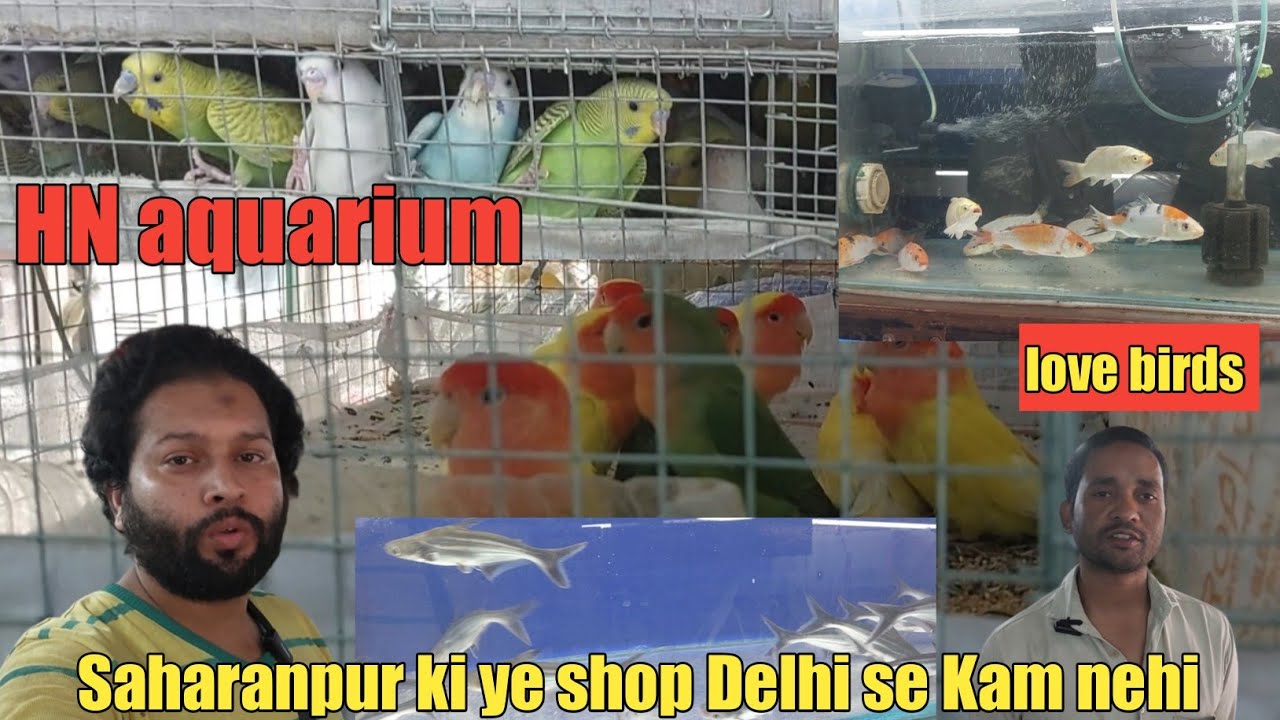 HN aquarium Delhi ki shop,Saharanpur birds 🐦 best shop,fish aquarium and birds complete shop,