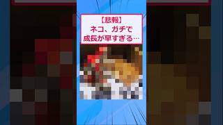 猫の成長があまりにも早すぎる⋯【2ch面白いスレ】