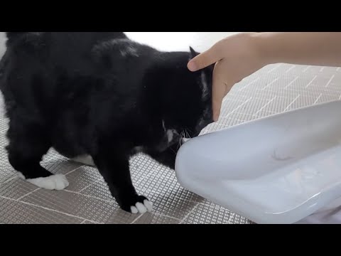 오늘도 눈치 없는 고양이와 인기 많은 체중계 <strong>방석</strong>(?)