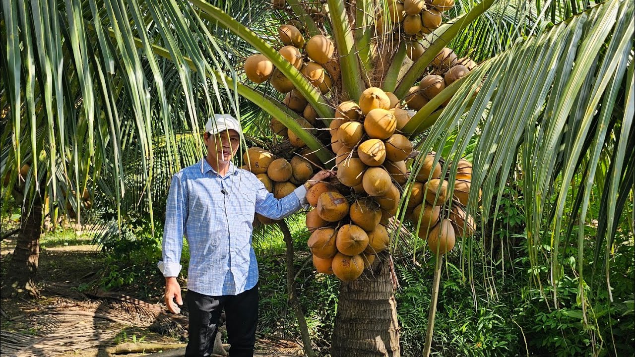 trồng giống dừa gì sai trái dễ bán nhất hiện nay