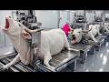 Inside a Bull Leather Factory | From Raw Hide to Shoes &amp; Jackets