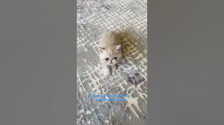 Video 7535401: exotic shorthair kitten, exotic shorthair cream, exoticshorthair kittens