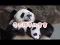 《熊貓主題趴》熊貓媽媽帶娃：一刻也不想撒手 | iPanda熊貓頻道