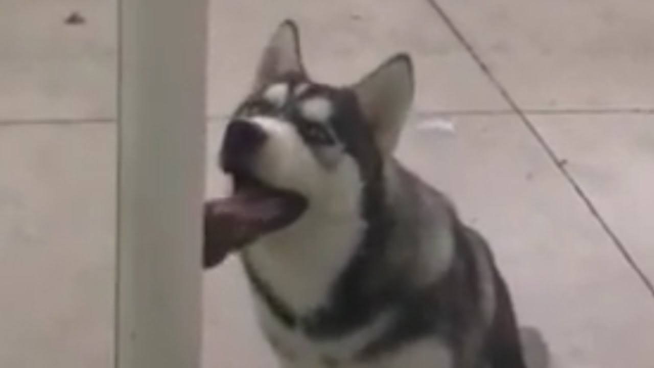 Crazy husky can't stop licking glass door YouTube
