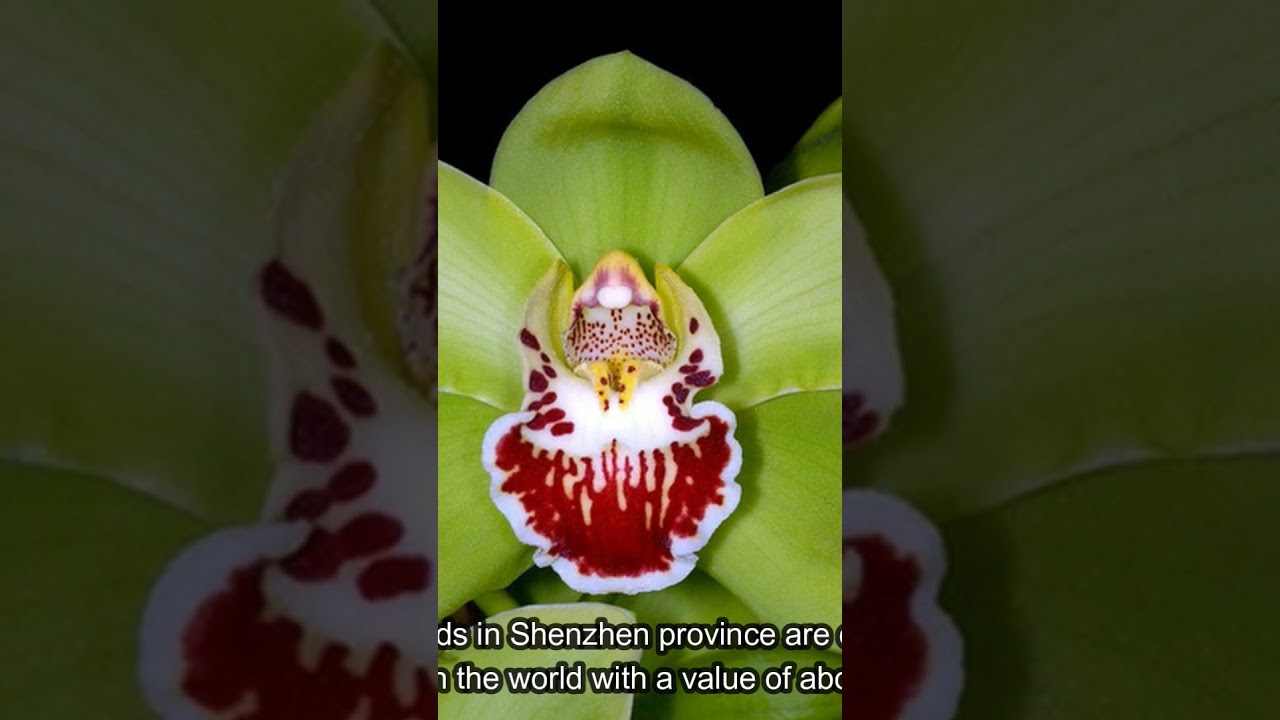 top 8 most expensive flower on the world