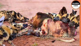 When Wild Dogs Unity Overcome The Might of Lions