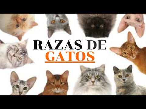 Video: Las Razas De Gatos Más Caprichosas