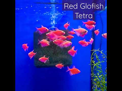 Video: Zgodovina In Znanost Za GloFish