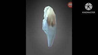 Canine Skull Anatomy (Dog) (3d Model) 