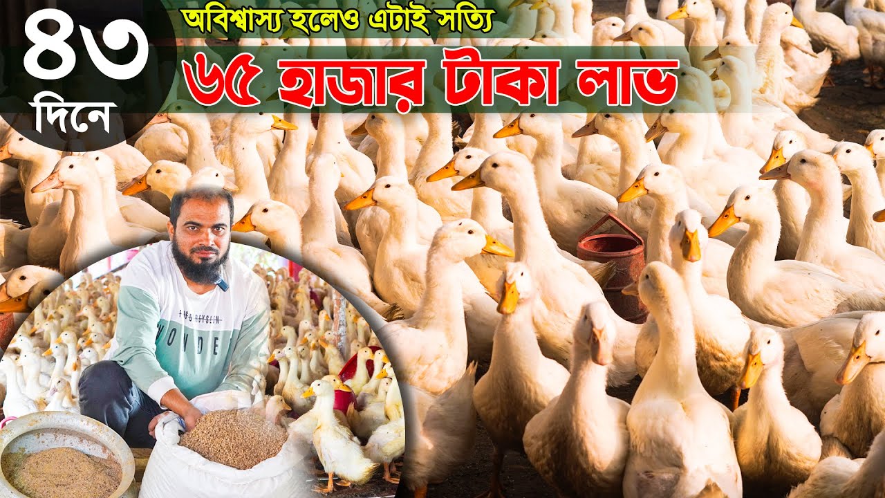 ৪৫ দিনের ৬৫ হাজার টাকা লাভ | অবিশ্বাস্য হলেও এটাই সত্যি | পিকিং হাঁসের খামার | Khamar Bangla 24.