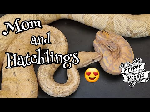 Mom and Hatchling Ball Pythons side by side 😍