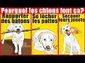 10 comportements étranges de chiens expliqués | Incroyablement Top