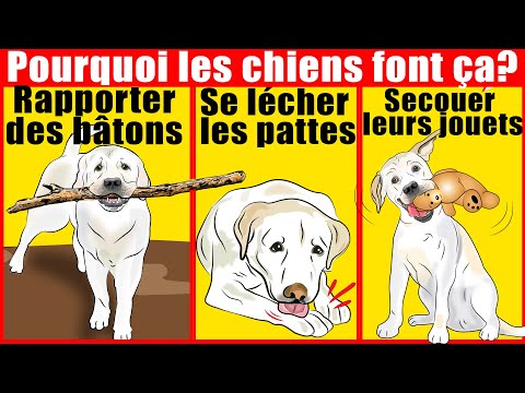 Vidéo: Comportement étrange de chien