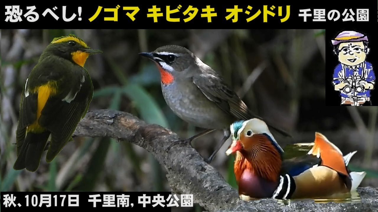 What a surprise! Senri Park, Siberian Rubythroat, Mandarin Duck